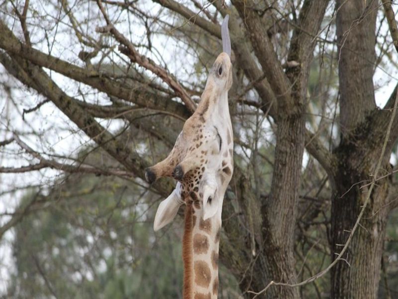 savana giraffa lingua 1024x576